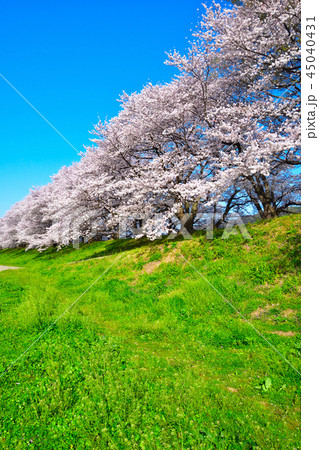 桜景　淀川河川公園 45040431