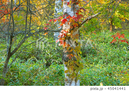 白樺に蔦の紅葉の写真素材 [45041441] - PIXTA