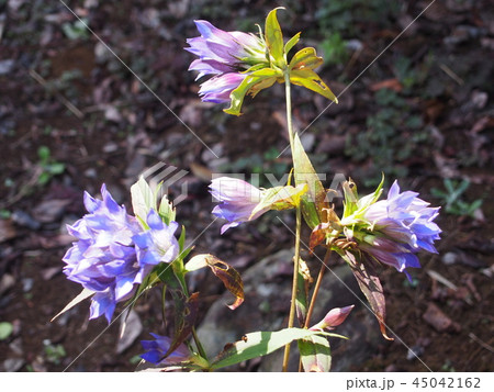りんどう　リンドウの花　野生のリンドウ　竜胆 45042162