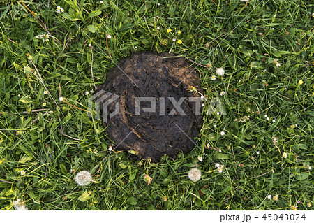 Dirty and smelly cow shit in the grass. Cow manure. 45043024