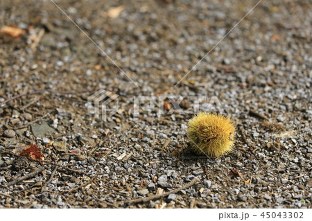 落ち栗 落ち栗 45043302