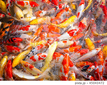 Fancy carp or Koi fish. Fancy carp or Koi fish. 45043472