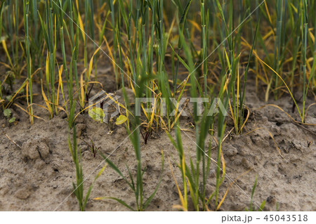 Green sprouting rye growing from the soil agricultural field in spring. 45043518
