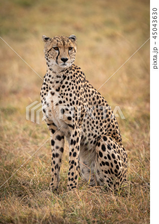 Cheetah sitting in grassy plain turning head 45043630