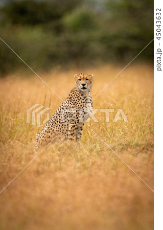 Cheetah sitting in long grass facing camera 45043632