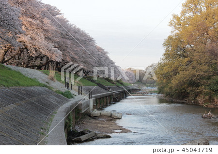 清瀬　柳瀬川の桜 45043719