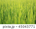 朝日にきらめく稲 45043771