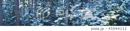 Beautiful tree in winter landscape in late evening 45044112
