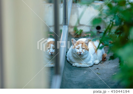 あへ～⁉ 45044194