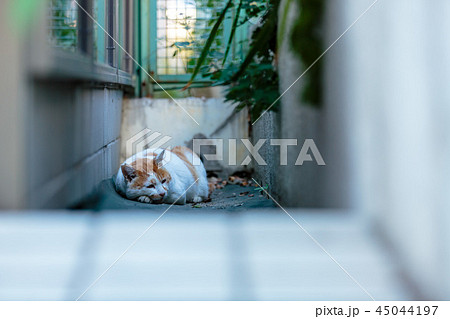 ねむいねむい ねむいねむい 45044197