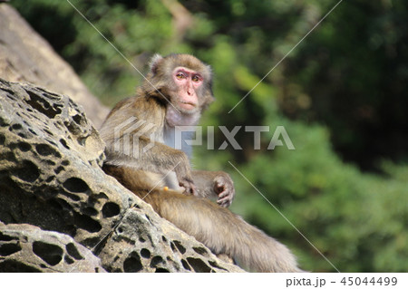 幸島の野生猿 45044499
