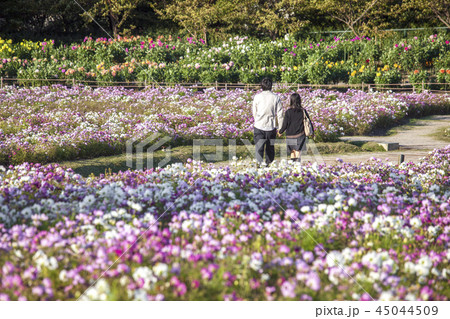 お花畑デートの写真素材 お花畑デートの写真素材