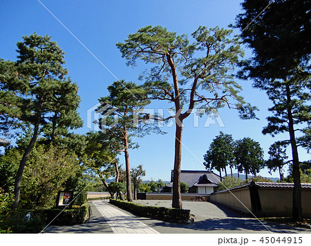 相国寺の松 45044915