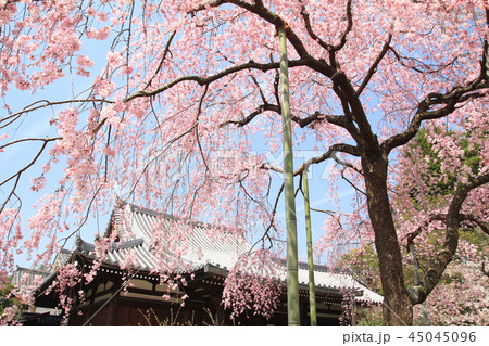 待賢門院桜 待賢門院桜 45045096