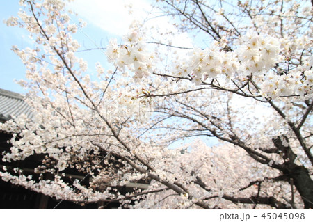 立本寺の桜 45045098