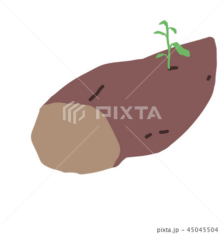 種芋/種イモ/サツマイモ/薩摩芋 45045504