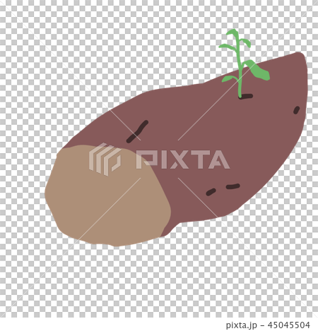 種芋/種イモ/サツマイモ/薩摩芋 45045504
