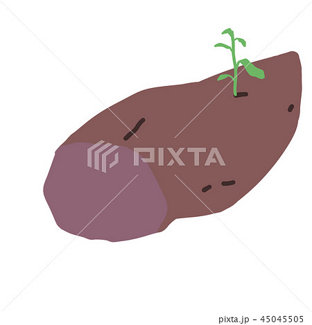 種芋/種イモ/サツマイモ/薩摩芋 種芋/種イモ/サツマイモ/薩摩芋 45045505