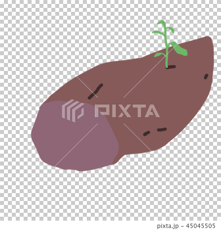 種芋/種イモ/サツマイモ/薩摩芋 種芋/種イモ/サツマイモ/薩摩芋 45045505