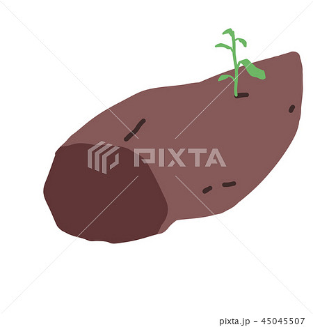 種芋/種イモ/サツマイモ/薩摩芋 種芋/種イモ/サツマイモ/薩摩芋 45045507