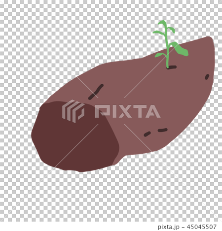 種芋/種イモ/サツマイモ/薩摩芋 種芋/種イモ/サツマイモ/薩摩芋 45045507