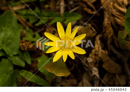 Nature's Secret Larder. Field flower is yellow. 45046043