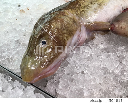 鮮魚タナカゲンゲ 別名ババア 鮮魚コーナーの写真素材