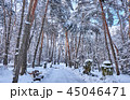 Winter park background with trees 45046471