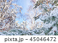 Winter background with pine tree branch 45046472