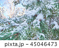 Winter background with pine tree branch  45046473
