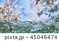 Winter background with pine tree branch  45046474