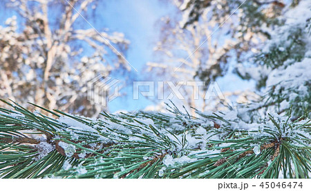 Winter background with pine tree branch  45046474