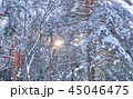Trees in winter park. 45046475