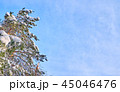 Pine trees covered with snow. 45046476