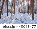 Winter park background with trees 45046477