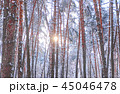 Trees in winter park. 45046478