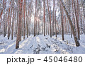 Trees in winter park. 45046480