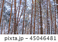 Trees in winter park. 45046481