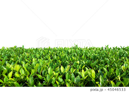 banyan tree background - ficus annulata banyan tree background - ficus annulata 45046533