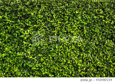 banyan tree background - ficus annulata 45046534