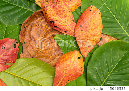fresh and dried Indian-almond leave 45046535