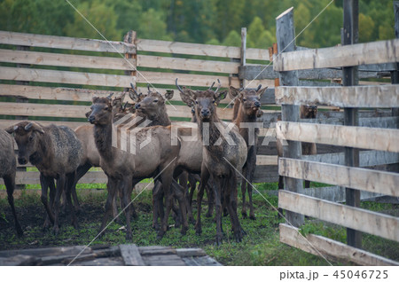 marals on farm in Altay 45046725