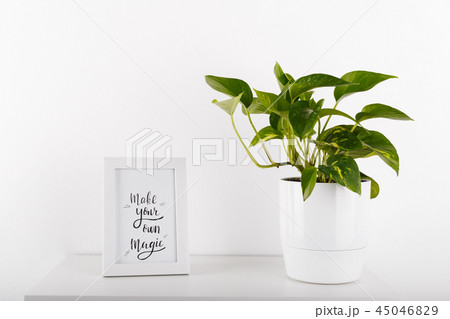 Golden pothos or devil's ivy 45046829