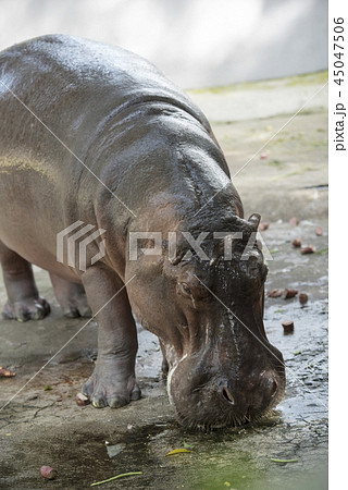 animal, hippopotamus 45047506