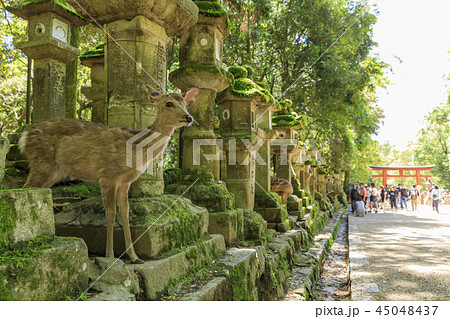 奈良県 春日大社の鹿の写真素材 45048437 Pixta