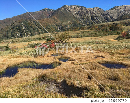 立山弥陀ヶ原の池塘-ガキの田 立山弥陀ヶ原の池塘-ガキの田 45049779