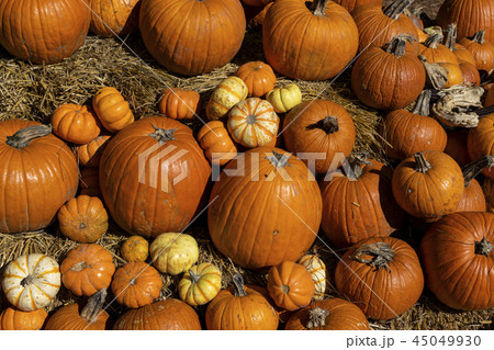 Bright orange pumpkins in different sizes. Bright orange pumpkins in different sizes. 45049930