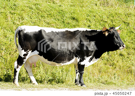 Cow close-up. against the backdrop of the green grass Cow close-up. against the backdrop of the green grass 45050247