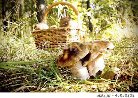 close up of two big Boletus against wicker basket with fresh cep mushrooms in autumn forest 45050308