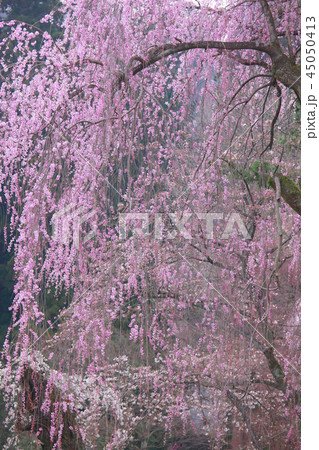 鮮やかに咲く枝垂れ桜 鮮やかに咲く枝垂れ桜 45050413